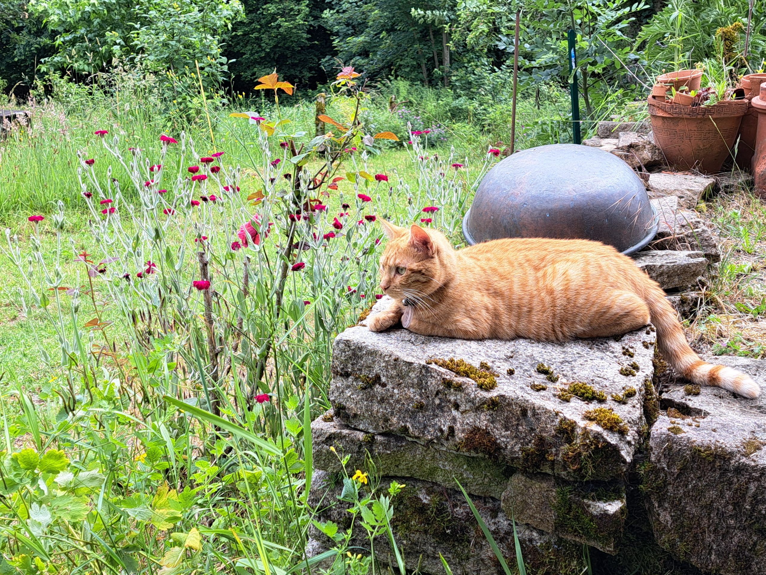Minous mignons, mais pas trop ! Campagne de stérilisation des chats errants