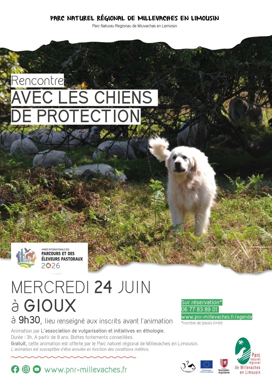 Découvrir les chiens de protection des troupeaux