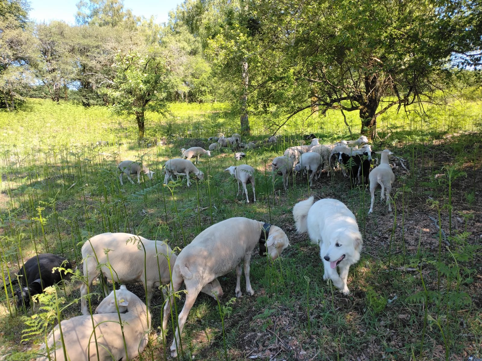 Une visite sur les estives de Clamouzat